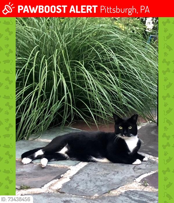 Lost Male Cat last seen Avon and Brucewood, Pittsburgh, PA 15228