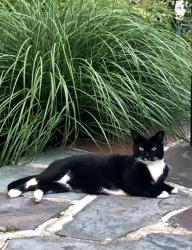 Lost Male Cat last seen Avon and Brucewood, Pittsburgh, PA 15228