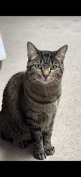 Reunited Female Cat last seen Waukegan Rd and North Point Blvd, Waukegan, IL 60085