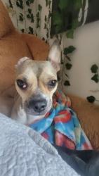 Lost Female Dog last seen Leal's Tires & Custom Wheels, Lehigh Acres, FL 33973