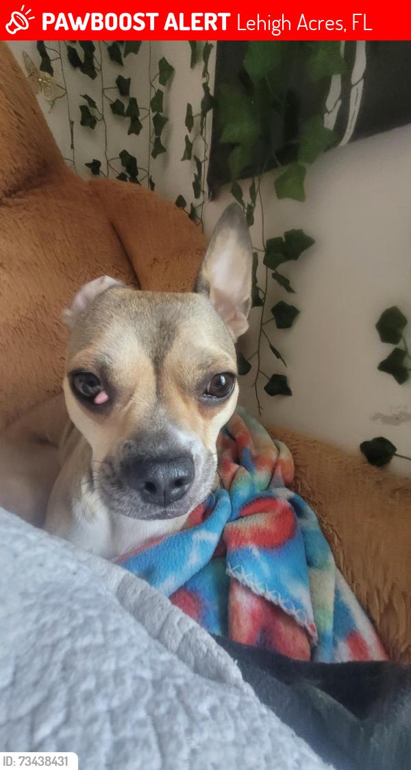 Lost Female Dog last seen Leal's Tires & Custom Wheels, Lehigh Acres, FL 33973
