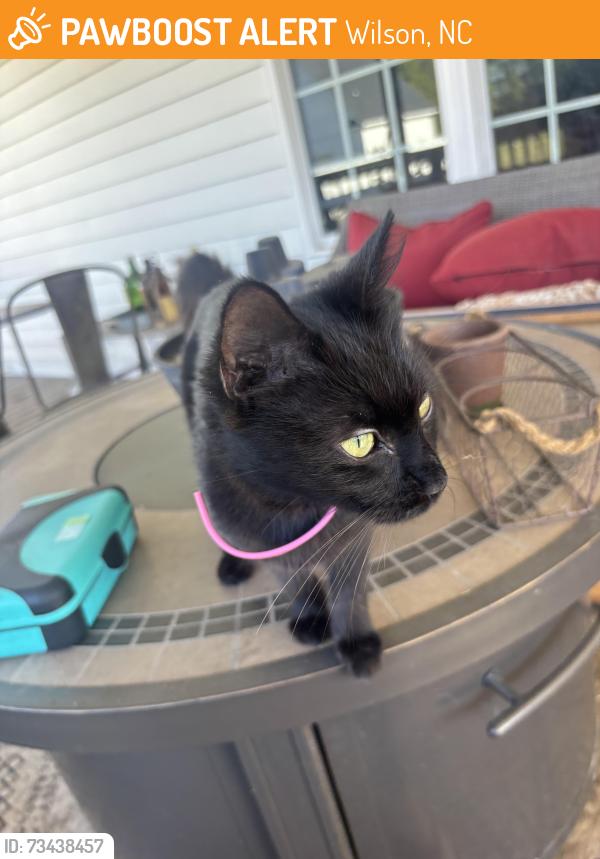 Found/Stray Unknown Cat last seen Off Rosebud Church Rd, Elm City, Wilson, NC 27893