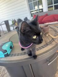 Found/Stray Unknown Cat last seen Off Rosebud Church Rd, Elm City, Wilson, NC 27893
