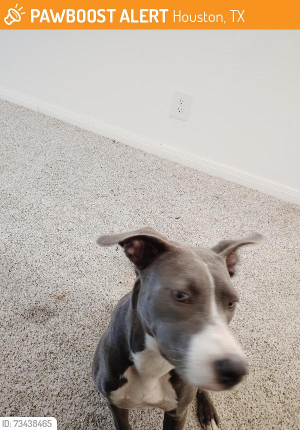 Found/Stray Female Dog last seen DeWalt and Ella, Houston, TX 77018