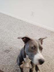 Found/Stray Female Dog last seen DeWalt and Ella, Houston, TX 77018