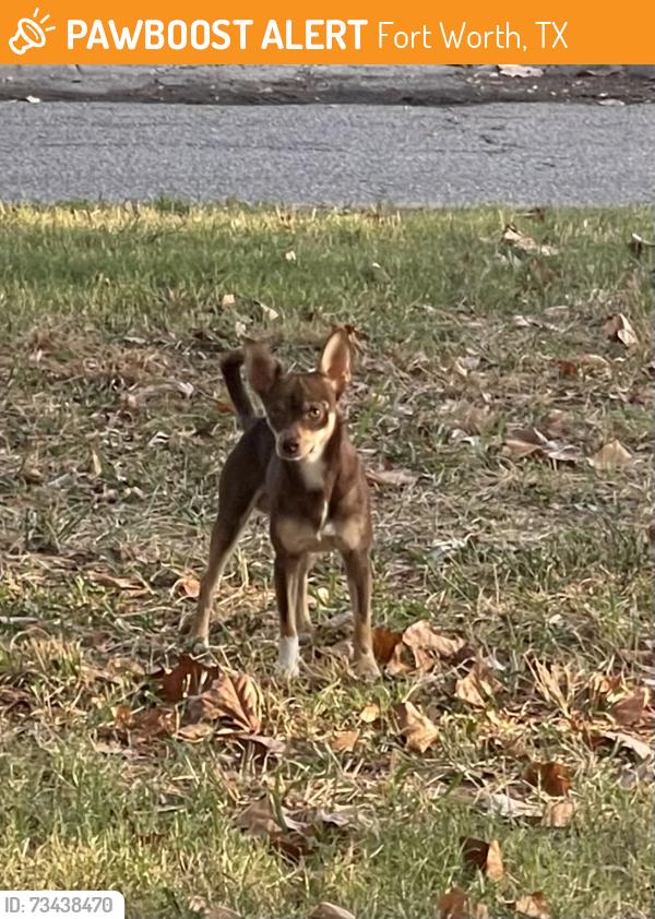 Found/Stray Unknown Dog last seen NW 19 Headed East, Fort Worth, TX 76164