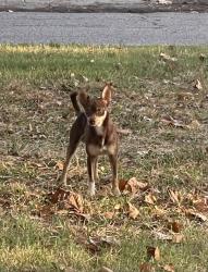 Found/Stray Unknown Dog last seen NW 19 Headed East, Fort Worth, TX 76164