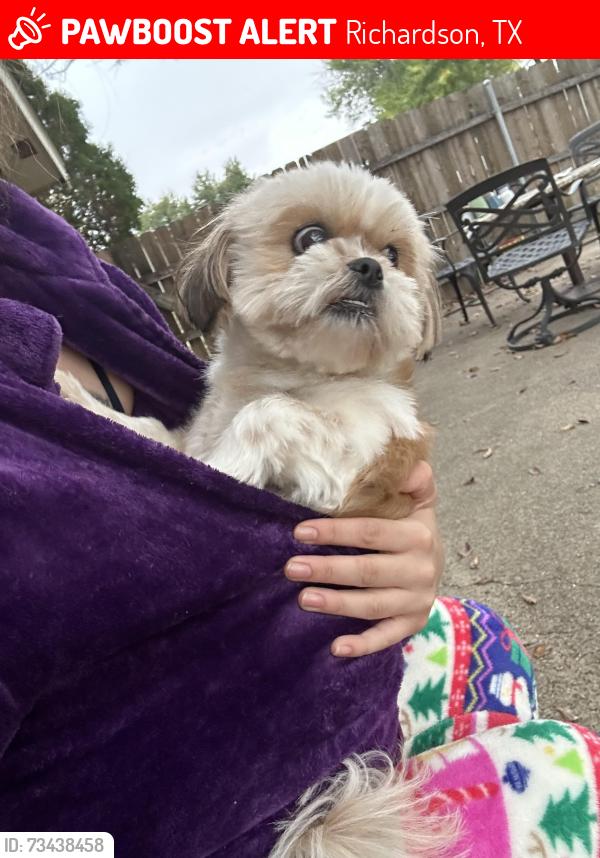 Lost Female Dog last seen Lorrie Dr, Richardson, TX 75080