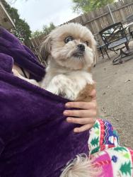 Lost Female Dog last seen Lorrie Dr, Richardson, TX 75080