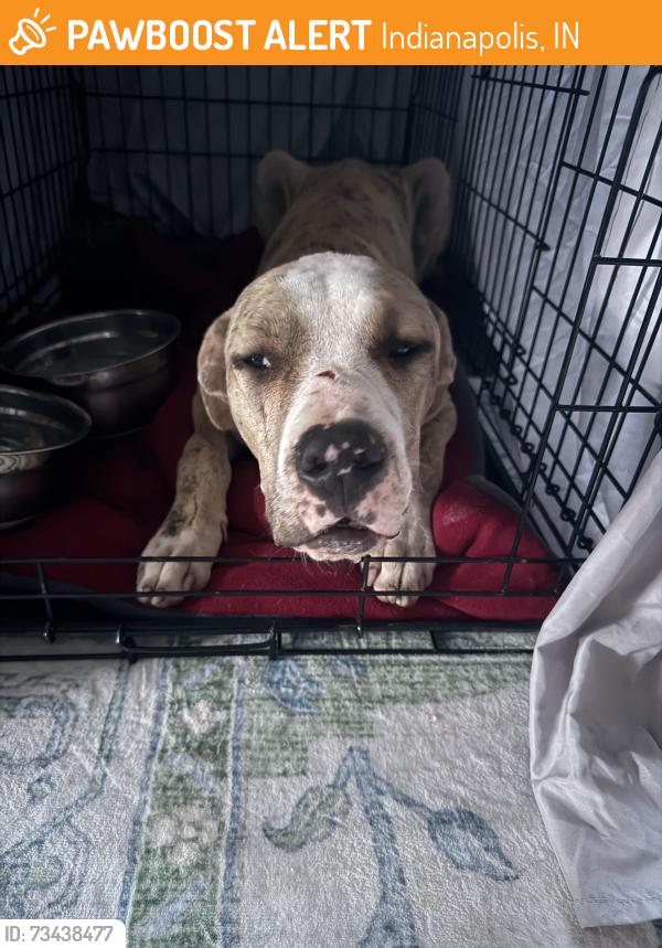 Found/Stray Male Dog last seen Willow View Rd and 96th street, Indianapolis, IN 46250