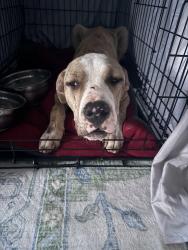 Found/Stray Male Dog last seen Willow View Rd and 96th street, Indianapolis, IN 46250