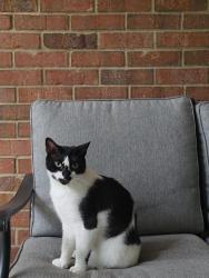 Lost Female Cat last seen My hse, Roswell, GA 30076