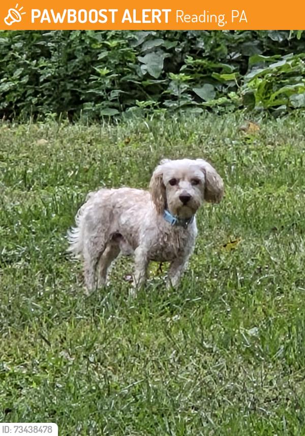 Found/Stray Male Dog last seen Jim Dietrich Park, Reading, PA 19605