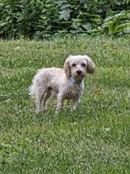 Found/Stray Male Dog last seen Jim Dietrich Park, Reading, PA 19605
