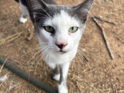 Lost Male Cat last seen Highway 404, Spicewood, TX 78669