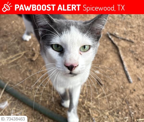 Lost Male Cat last seen Highway 404, Spicewood, TX 78669