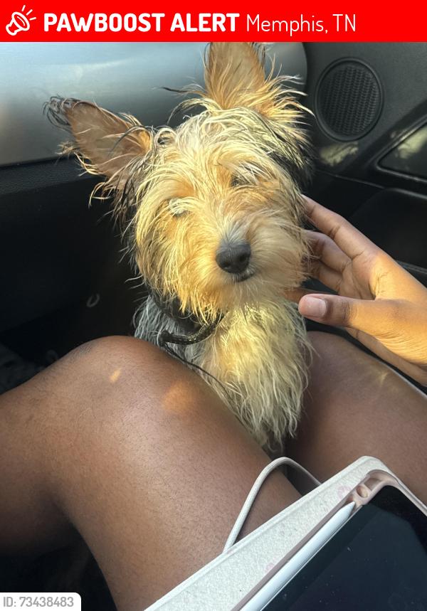 Lost Male Dog last seen Seaside dr, Cordova, TN 38018
