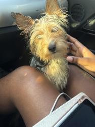 Lost Male Dog last seen Seaside dr, Cordova, TN 38018