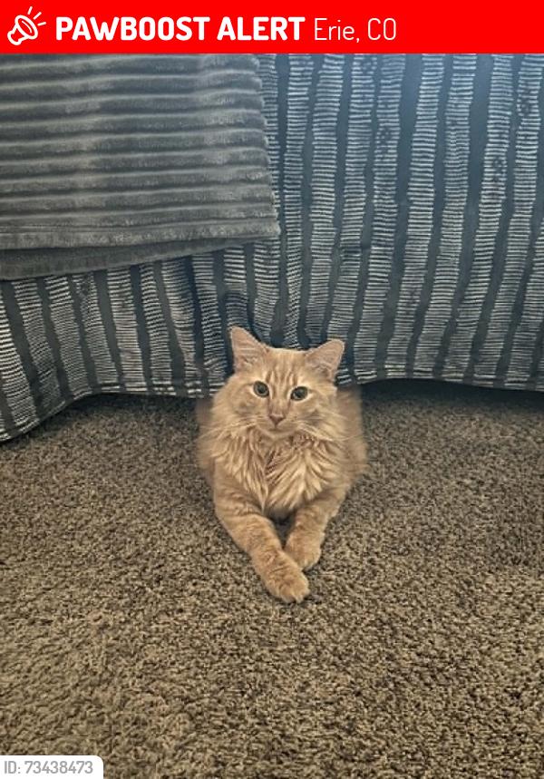 Lost Male Cat last seen Graham Way and Austin Ave, Erie, CO 80516