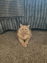 Lost Male Cat last seen Graham Way and Austin Ave, Erie, CO 80516