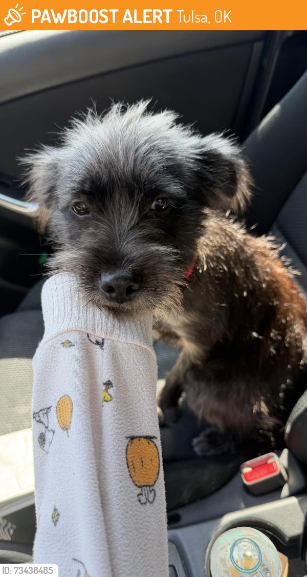 Found/Stray Female Dog last seen E Admiral Blvd and S Delaware Ave, Tulsa, OK 74112