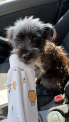 Found/Stray Female Dog last seen E Admiral Blvd and S Delaware Ave, Tulsa, OK 74112