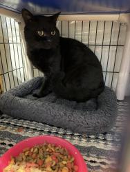 Found/Stray Unknown Cat last seen Near N Harvard, Warr Acres, OK 73122
