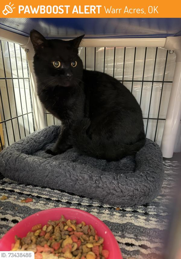 Found/Stray Unknown Cat last seen Near N Harvard, Warr Acres, OK 73122