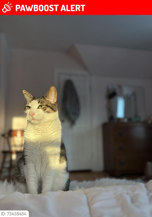 Lost Male Cat last seen Herrick Avenue close to elsmere, St. Catharines, ON L2P 2S6