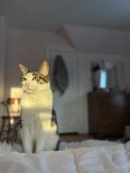 Lost Male Cat last seen Herrick Avenue close to elsmere, St. Catharines, ON L2P 2S6