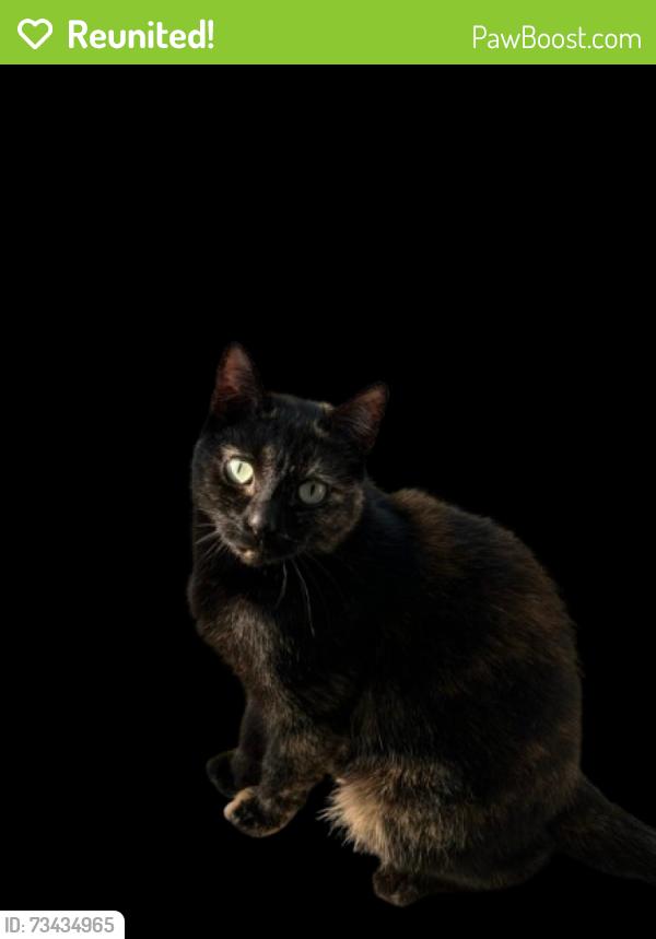 Reunited Female Cat last seen Hadley Farm Dr and Ebenezer Rd, Marietta, GA 30066