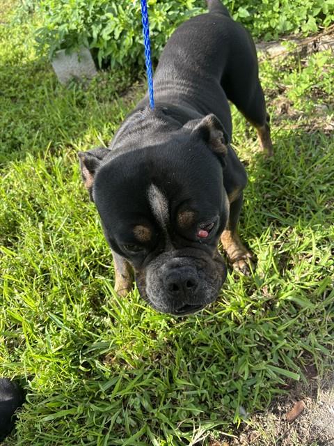 Shelter Stray Male Dog last seen Near BLOCK SW 280TH TER, 3599 NW 79th Ave, Doral, FL 33122, USA