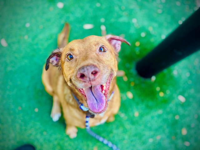 Shelter Stray Male Dog last seen , 2769 Conroy Rd, Orlando, FL 32839, USA