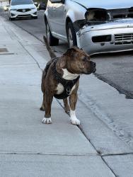 Found/Stray Male Dog last seen Owen’s and Mt Hood, Las Vegas, NV 89110