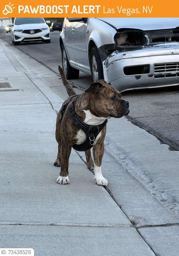 Found/Stray Male Dog last seen Owen’s and Mt Hood, Las Vegas, NV 89110