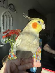 Lost Female Bird last seen Old Settlers Road and Cross Timbers Rd, Flower Mound, TX 75022