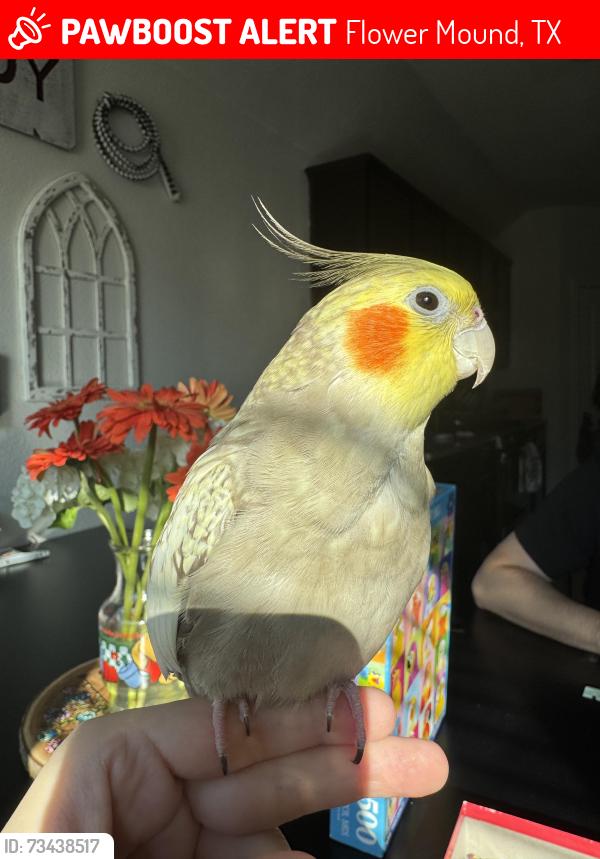 Lost Female Bird last seen Old Settlers Road and Cross Timbers Rd, Flower Mound, TX 75022
