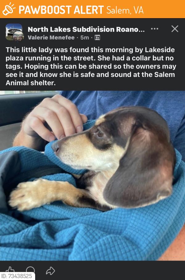 Found/Stray Female Dog last seen City of Salem Animal Shelter, Salem, VA 24153