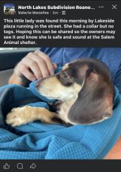 Found/Stray Female Dog last seen City of Salem Animal Shelter, Salem, VA 24153