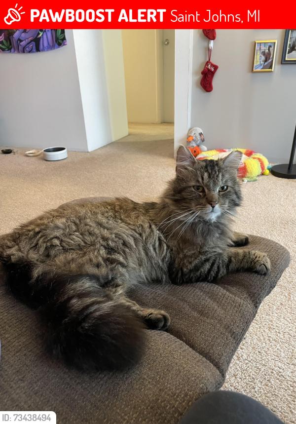 Lost Male Cat last seen Corner of deWitt and Maple Rapids Rd, Saint Johns, MI 48879
