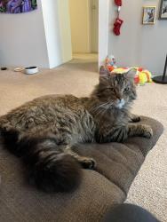 Lost Male Cat last seen Corner of deWitt and Maple Rapids Rd, Saint Johns, MI 48879