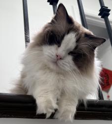 Lost Male Cat last seen 696, Grosvenor Avenue, Westmount, Montréal, QC H3Y 2T2