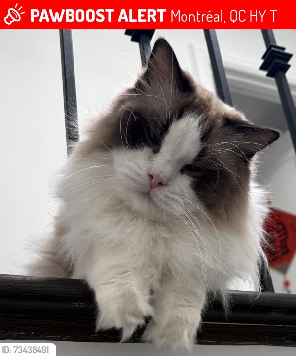 Lost Male Cat last seen 696, Grosvenor Avenue, Westmount, Montréal, QC H3Y 2T2