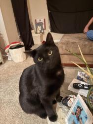 Lost Male Cat last seen In the apt complex, Ocala, FL 34471