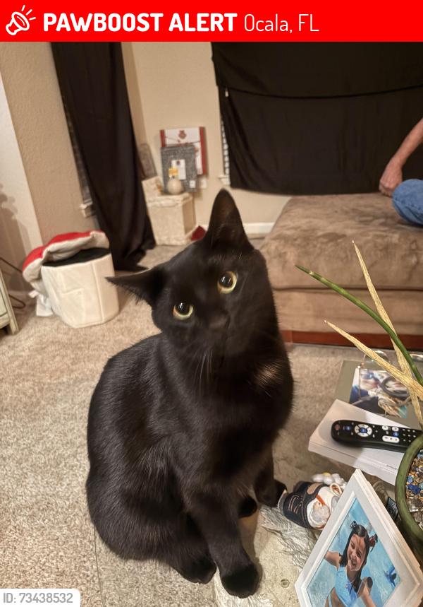 Lost Male Cat last seen In the apt complex, Ocala, FL 34471