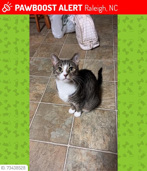 Lost Female Cat last seen singleleaf lane and scotch, Raleigh, NC 27616