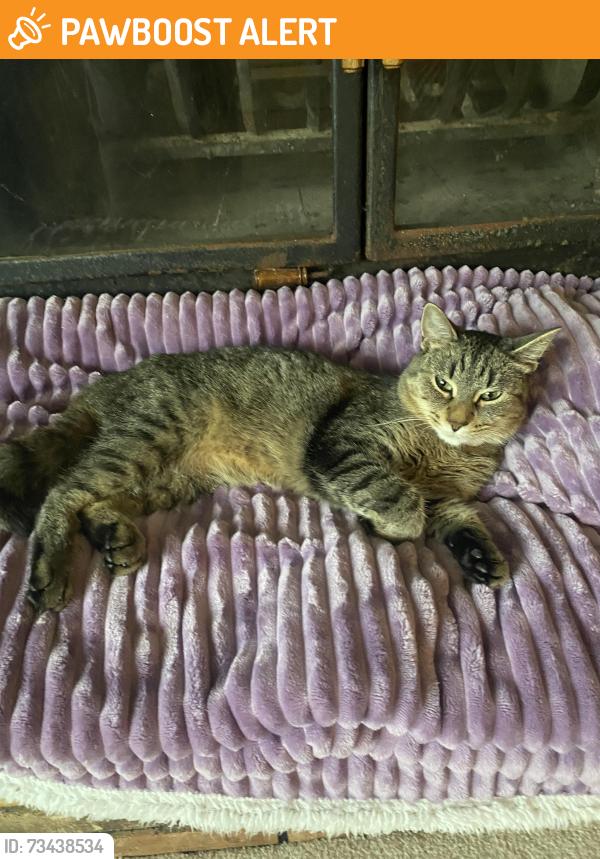 Found/Stray Female Cat last seen 69th and Drew, Brooklyn Center, MN 55430
