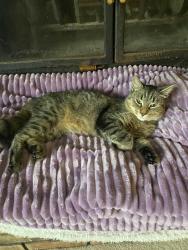 Found/Stray Female Cat last seen 69th and Drew, Brooklyn Center, MN 55430