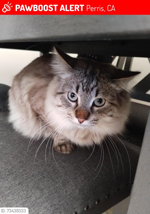 Lost Male Cat last seen Evans road, Perris, CA 92571
