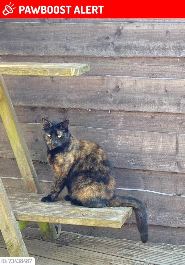 Lost Female Cat last seen Eastleigh Road, Prestwich, England M25 0FJ